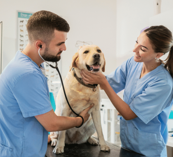 Complete Guide to Pet Wellness and Preventive Veterinary Care