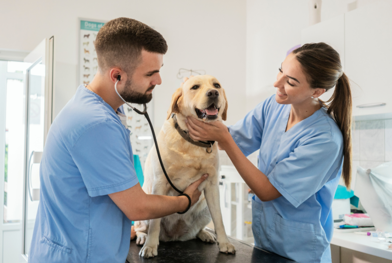 Complete Guide to Pet Wellness and Preventive Veterinary Care