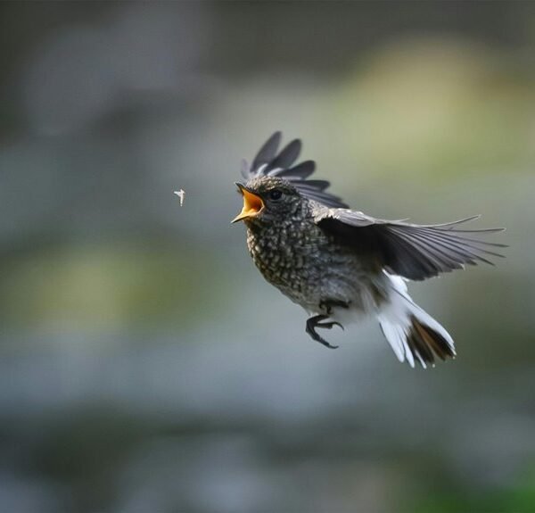 agile framework success path